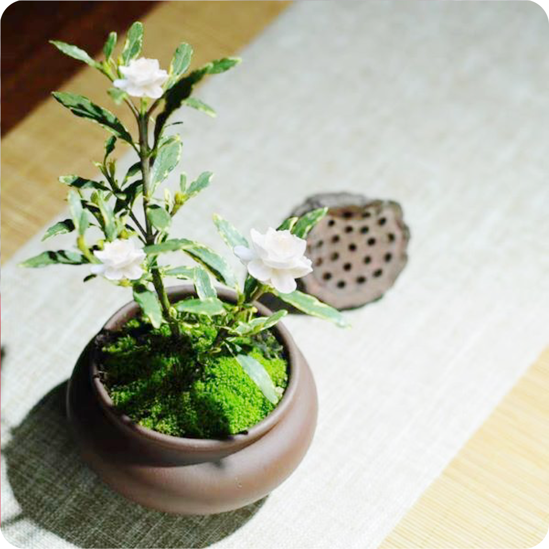通販価格濃いめの青花で小葉シャクナゲ類 盆栽素材。@浅間ジオ資源 その他