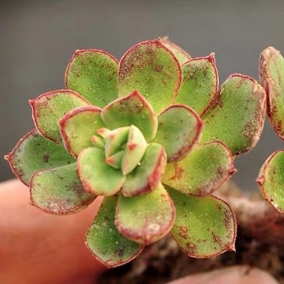 ジョアンダニエル Echeveria Cv Joan Daniel