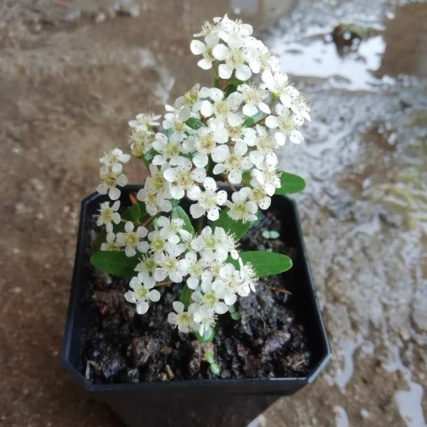 日本紅果火棘 Pyracantha fortuneana