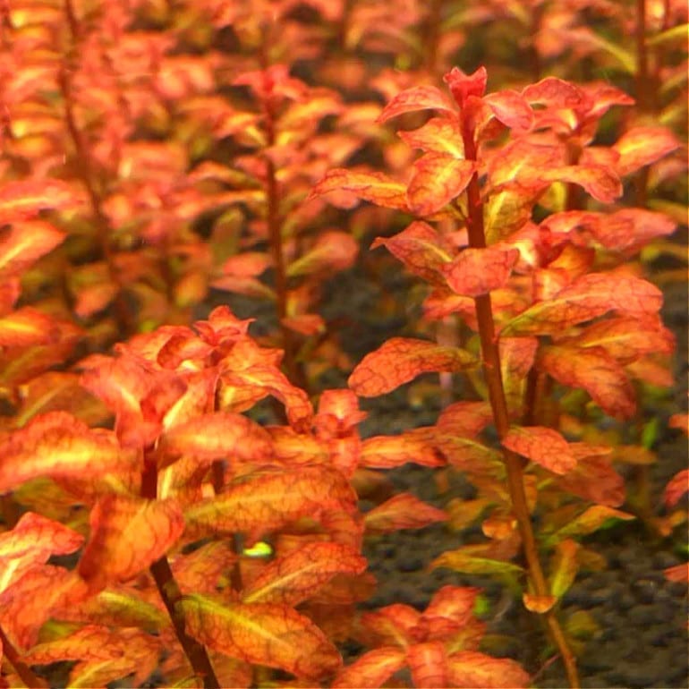 ルドウィジア セネガルエンシス  (Ludwigia senegalensis)