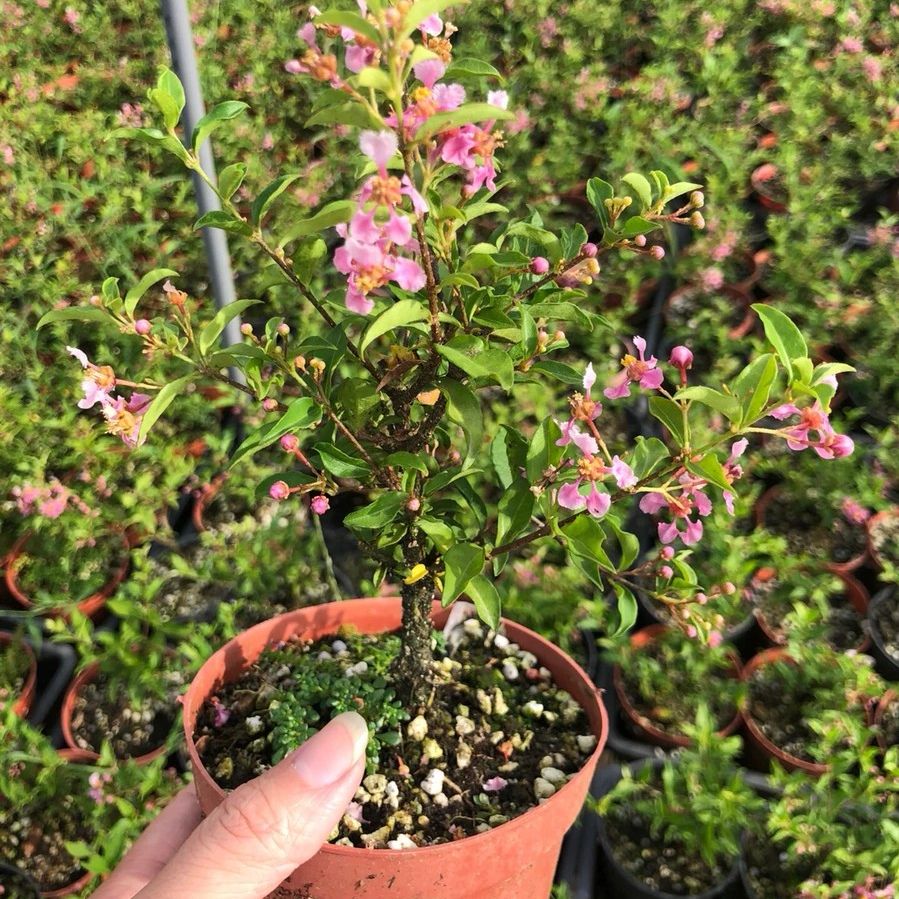 アセロラ盆栽Acerola cherry（Malpighia emarginata）