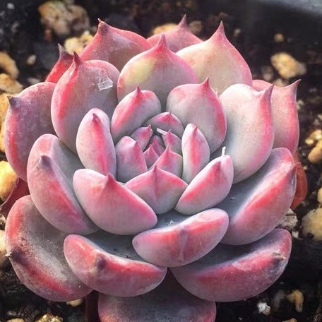 エケベリア ラウレンシス Echeveria 'Laulensis'