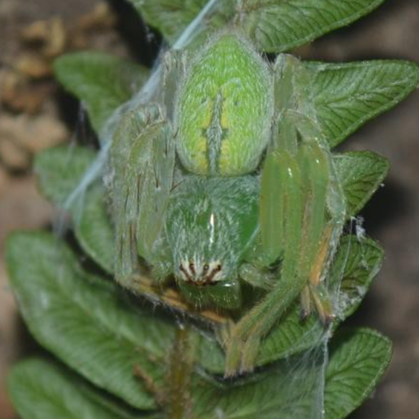 緑アシダカグモ