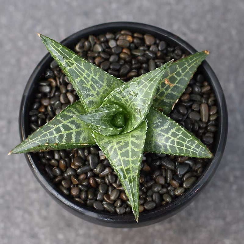 ハオルチア ヴェノーサ テッセラータ亜種 Venstertjie (Haworthia venosa ssp. tessellata)