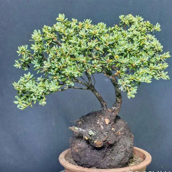 ツツジ　盆栽（Rhododendron Bonsai)