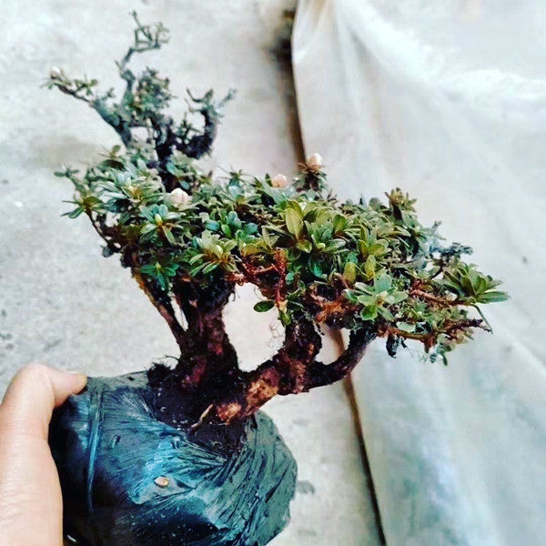 ツツジ　盆栽（Rhododendron Bonsai)