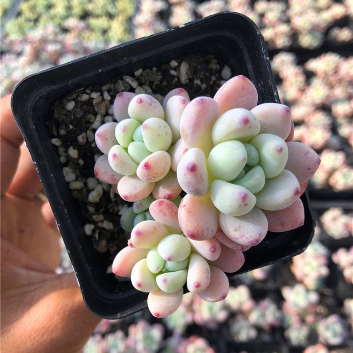 セダム クラバツムSedum clavatum