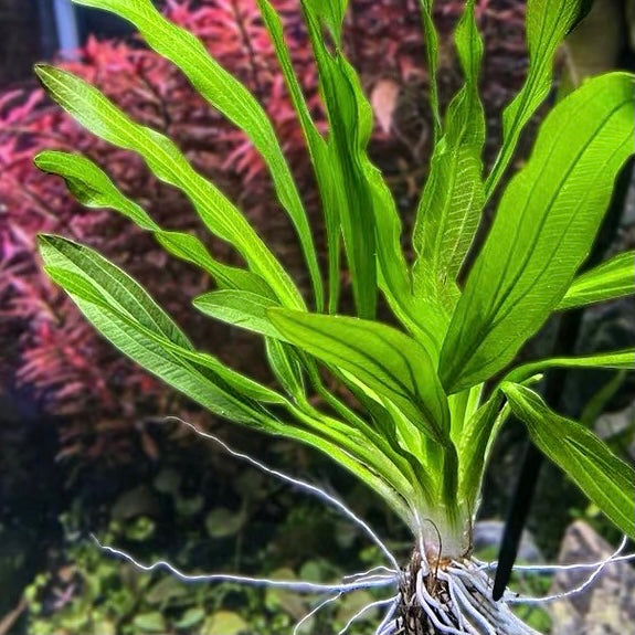 エキノドルス・ウルグアイエンシス（Echinodorus uruguayensis） – GreenYa