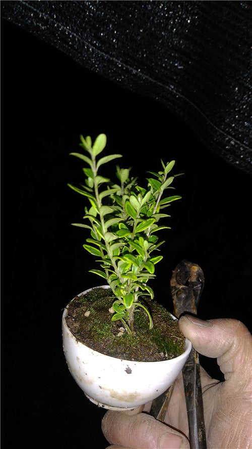 コミノネズミモチ　盆栽 (Ligustrum sinense 'Variegata')